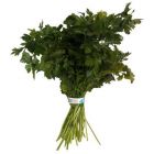 Italian Parsley